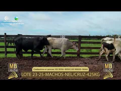 528� LEIL�O VIRTUAL MB LEIL�ES