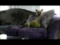 Funny TV ad - dog  humping   pillow