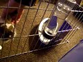 My \"Funny Bunny Oliver\ My \"Funny Bunny Oliver\