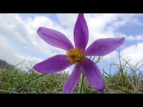 how to plant easter flowers