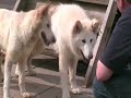 Rescued from a Puppy Farm, then from a pound