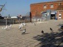 sea-gulls vs pigeons