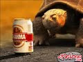 Lo que podemos hacer por las chelas 2