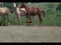 Felisha Yearling Filly by Flemmingh