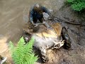 Renegade in the mud hole