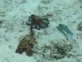 Malediven Octopus