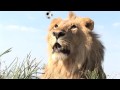 Sample HD Stockshot lion with football 2010