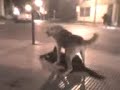 el perro violador
