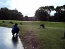 Cangurus em Anglesea 3 Cangurus em Anglesea 3