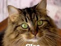 i-goodsearch-for-second-chance-pet-adoptions.html