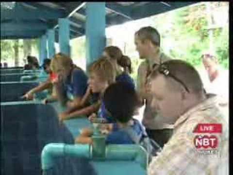 how to whiten scallop shells