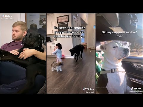 Dogs may understand even more than we thought | TikTok