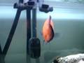 videos de MOV02932.MPG