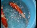 videos de KOHAKU NISSAI DOCHTER YAMATO