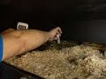 Pre-born baby Boa Constrictor Heart Beats