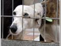 sos galgos