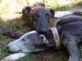 sos galgos