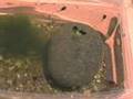 Bookey Boys: Boy Shrinks to Tadpole-Size for Report!