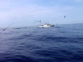 駿河湾 サメ付き鰯ボール
