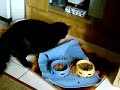 Mon bébé entrain de jouer ou chassé pour manger mdr Mon bébé entrain de jouer ou chassé pour manger mdr