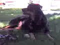 my dog linx