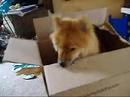 Zathras (destructopuppy) and the box part 1