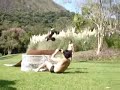 RC T-MAXX backflips and jumps