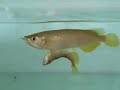Two Extraordinary Arowanas - A Siamese Twin and a Tail-less Arowana Two Extraordinary Arowanas - A Siamese Twin and a Tail-less Arowana