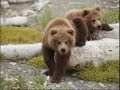 yogi bear.wmv