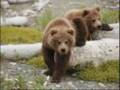 videos de yogi bear.wmv