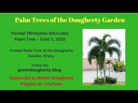 how to fertilize foxtail palm