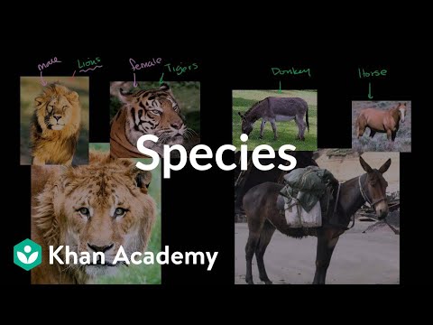 tigon