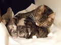 Katzenbabies 1 Katzenbabies 1