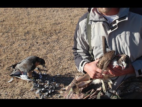 Hawk attacks Falcon