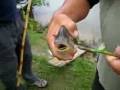 videos de 07280712 pirana