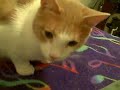 Messy Marvin eats and licks some juicy melon. Messy Marvin eats and licks some juicy melon.