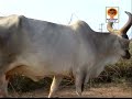 Rajparama Ramta Joya...