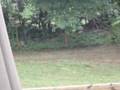 Coyotes in my backyard in Milton,GA
