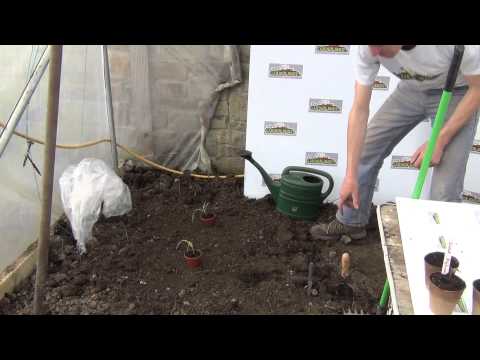 how to transplant corn