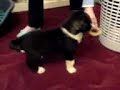 my wifes japanese akita pup 6 weeks old