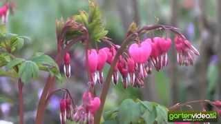 Das Tränende Herz (Dicentra spectabilis)