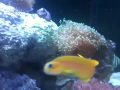 Yellow Blenny