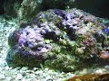 Unknown Species in 55 Gallon Saltwater Tank