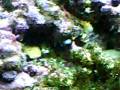 videos de unknown species in 55 gallon saltwater tank