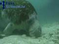 Manatees (sea cows)