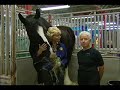 Shires UNBRIDLED with Susan Kayne