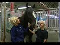 Shires UNBRIDLED with Susan Kayne