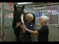Shires UNBRIDLED with Susan Kayne