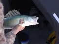 Iryna's 25 inch/ 64 cm  pickerel