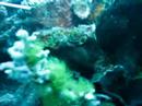 Frogfish Frogfish